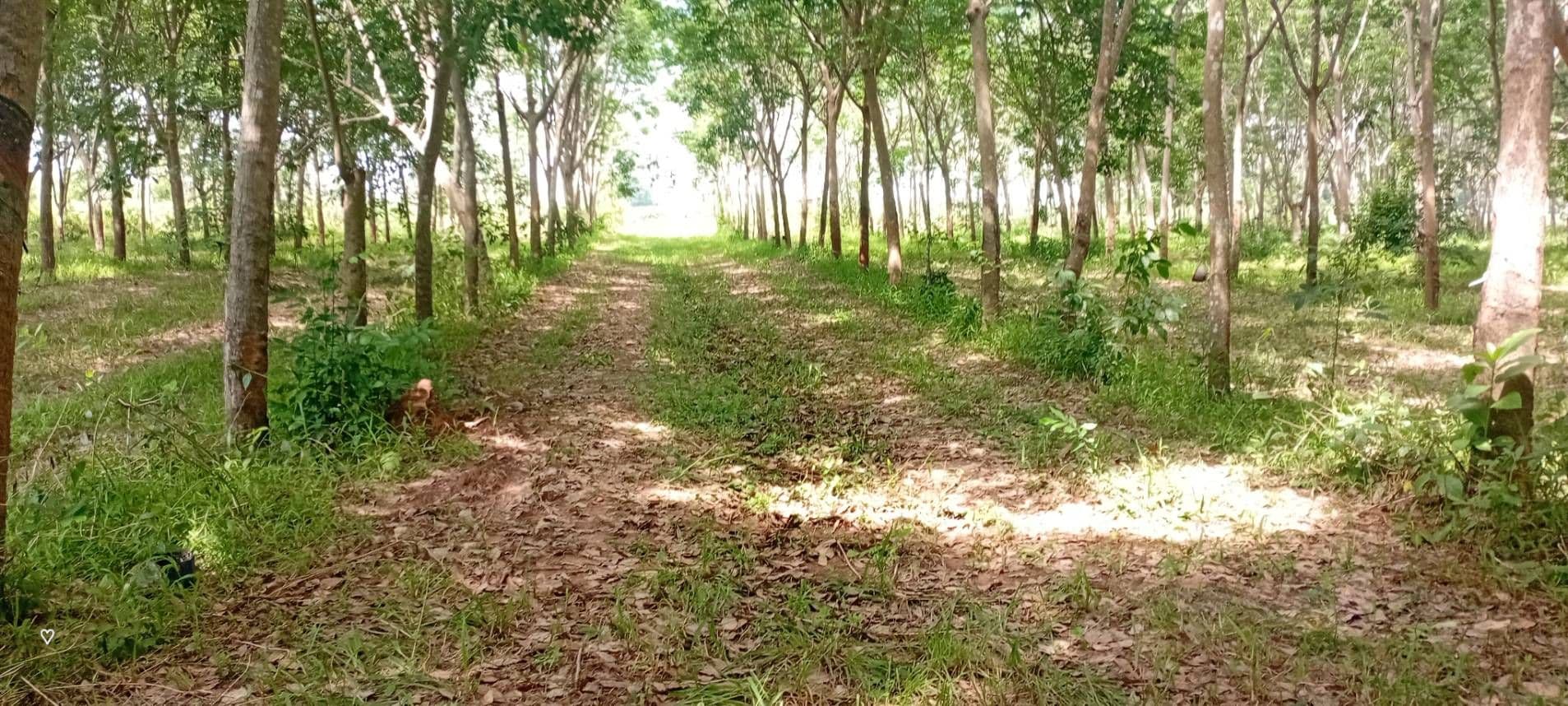 Forestry