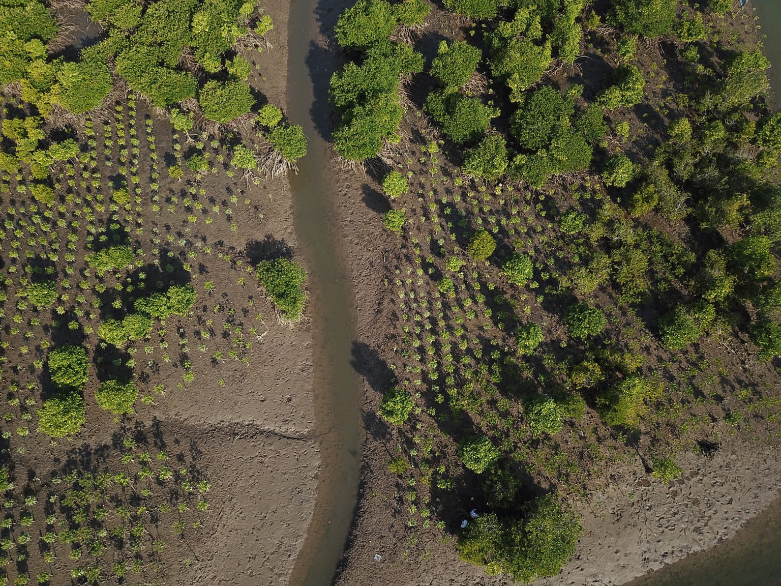 Forest Carbon Restoration – Brazil Amazon