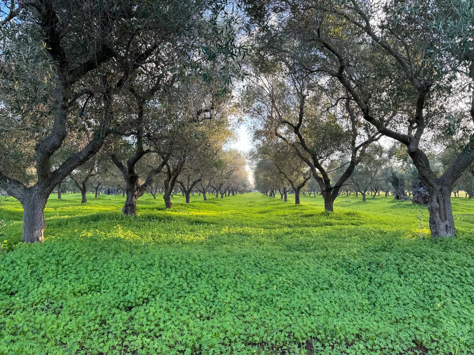 Mangrove Restoration Project โ Indonesia